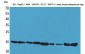 CyPA Polyclonal Antibody